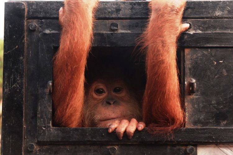 Orangutan Sumatera (Pongo Abelii) saat dievakuasi YOSL-OIC dan BBKSDA Sumut ke Medan, Kamis (24/1/2019)