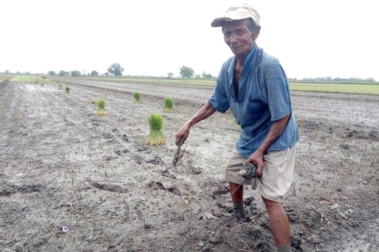 Ngadimo (65), petani asal Desa Podoroto, Kecamatan Kesamben, Kabupaten Jombang Jawa Timur. Dia terpaksa melakukan penanaman ulang tanaman padi di sawahanya. Tanaman padi di sawahnya rusak akibat genangan air selama 12 hari. 