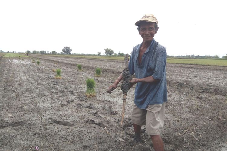 Ngadimo (65), petani asal Desa Podoroto, Kecamatan Kesamben, Kabupaten Jombang Jawa Timur. Dia terpaksa melakukan penanaman ulang tanaman padi di sawahanya. Tanaman padi di sawahnya rusak akibat genangan air selama 12 hari.  