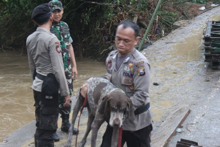 Anjing pelacak bernama Archie ini harus dievakuasi dalam kondisi lemas dalam misi pencarian korban longsor di Kabupaten Gowa, Sulawesi Selatan. Selasa, (29/1/2019).