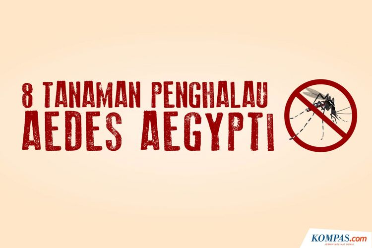 8 Tanaman Penghalau Aedes aegypti