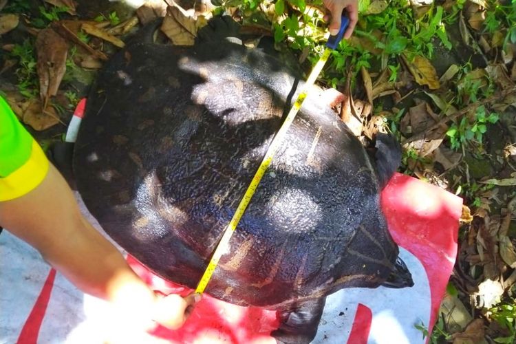 Bulus atau abi-labi jenis labi-labi bintang yang ditemukan di Sungai Sempor, Dusun Mayaran, Kelurahan Triharjo, Sleman. Labi-labi jenis ini termasuk hewan langka di dunia. 