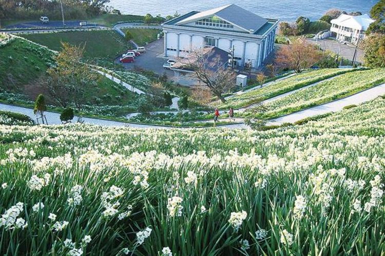 50.000 tangkai bunga suisen berwarna putih nan cantik yang mekar penuh di “Echizen Suisen Land”