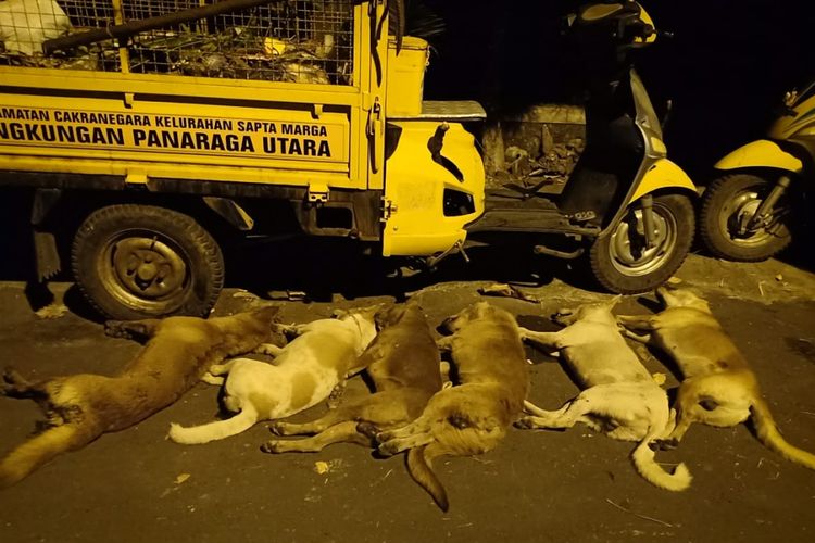 Anjing liar di kota Mataram yang dieliminasi untuk mengantisipasi penyebaran rabies sampai ke Kota Mataram, Senin (18/2/2019). 