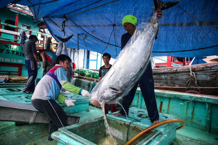 Nelayan melakukan bongkar muat ikan tuna hasil tangkapan di Pelabuhan Muara Baru, Penjaringan, Jakarta Utara, Selasa (4/12/2018). Volume ekspor tuna Indonesia seperti dikutip dari data Kementerian Kelautan dan Perikanan, mencapai 198.131 ton dengan nilai 659,99 juta dollar AS pada tahun 2017.