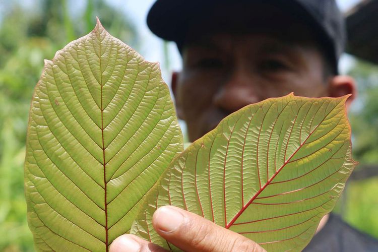 Akan Dilarang di Indonesia, Bagaimana Legalisasi Kratom di Berbagai Negara?