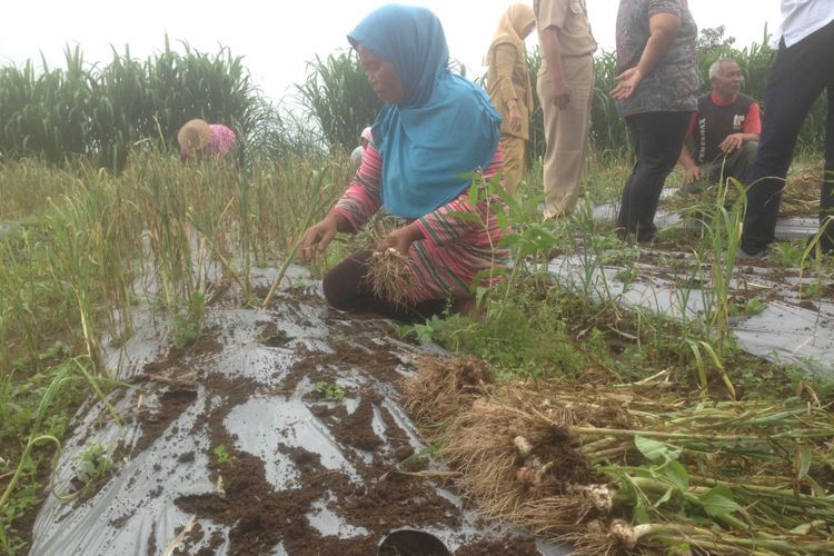 Suliyem, petani bawang putih dari Desa Kopeng, Kecamatan Getasan, Kabupaten Semarang, Jawa Tengah, memanen dini karena adanya cuaca ekstrim, Senin (4/3/2019).