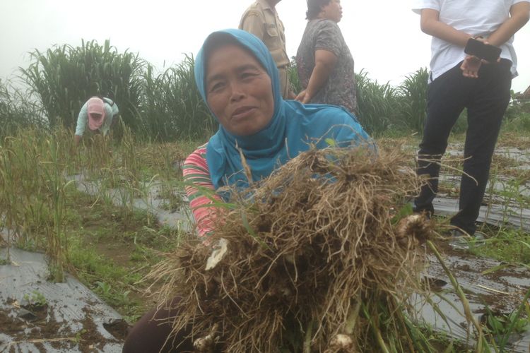 Suliyem, petani bawang putih dari Desa Kopeng, Kecamatan Getasan, Kabupaten Semarang, Jawa Tengah, memanen dini karena adanya cuaca ekstrim, Senin (4/3/2019).