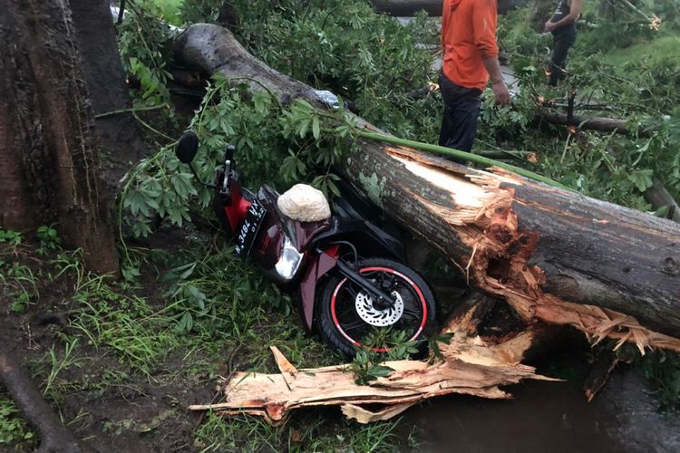 Motor milik Rohim tertimpa pohon yang tumbang akibat angin kencang di Kabupaten Probolinggo. Rohim meninggal dunia. 
