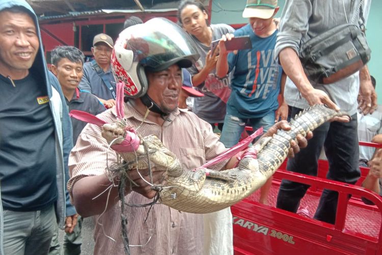 Seekor anak buaya ditangkap warga di Jalan Yos Sudarso, Kecamatan Sirimau Ambon, Rabu (6/3/2019)  