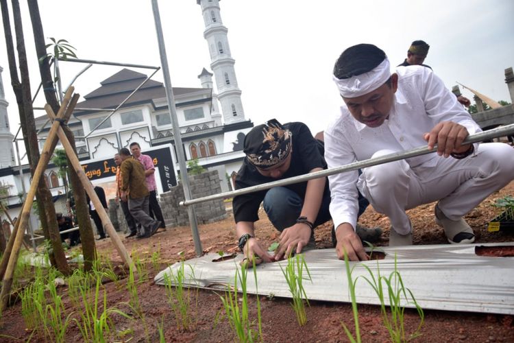 Dedi Mulyadi menanam bibit padi di areal pesawahan yang bakal menjadi Taman Giri Harja di belakang Tajug Gede Cilodong, Kabupaten Purwakarta. 