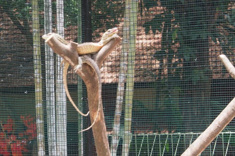 Bayi Komodo di kandang Kebun Binatang Surabaya