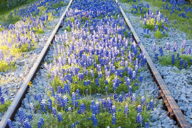 Bunga liar di rel kereta api di Hill Country, Texas, Amerika Serikat.