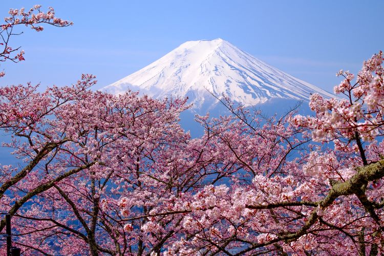 Pemandangan bunga Sakura yang bermekaran dan Gunung Fuji