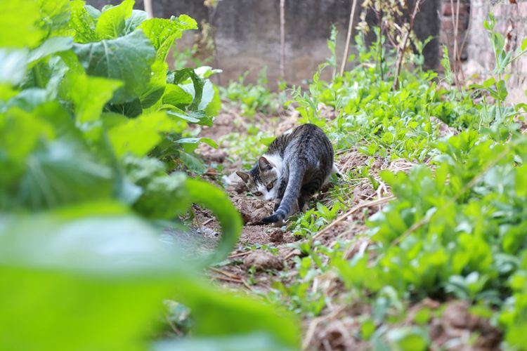Ilustrasi kucing bermain di kebun sayuran.
