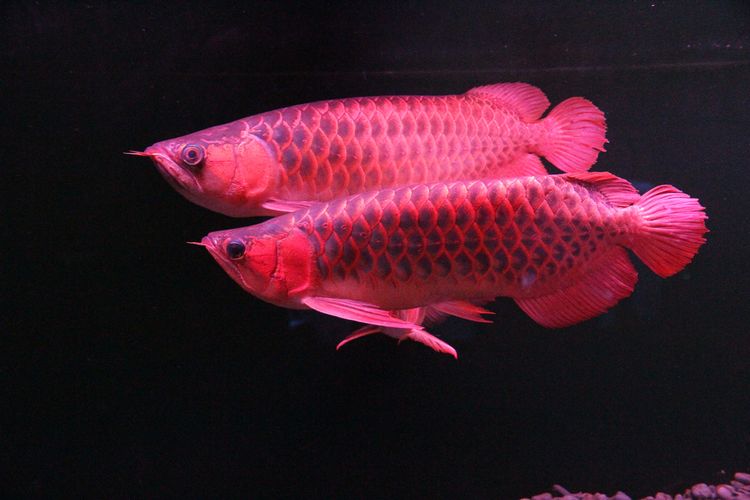 Arwana super red alias silok merah (Scleropages formosus).