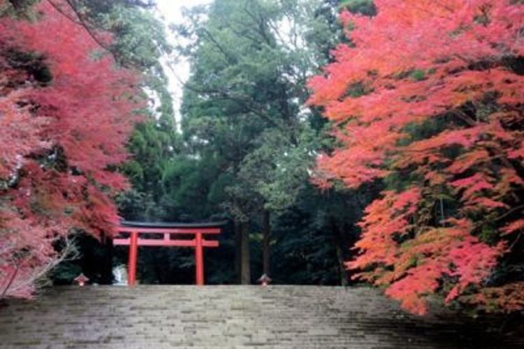 Pesona Dedaunan Musim Gugur di Kuil Kirishima