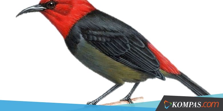 Kenapa Burung Jenis Baru Asal NTT Diberi Nama "Iriana Widodo"?