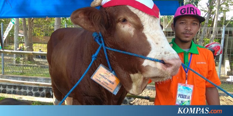 Penggemukan Sapi Limosin Dan Simental - Tentang Kolam ...