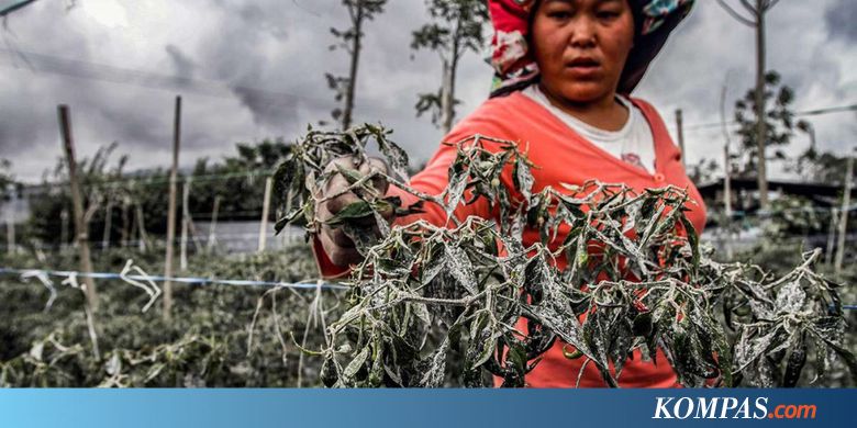 Semangat Pengungsi Gunung Sinabung Rayakan Pesta Demokrasi 2019