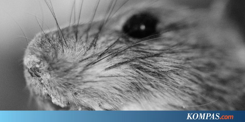 Polisi di Kota Ini Tuding Tikus Santap 540 Kg Ganja Barang Bukti