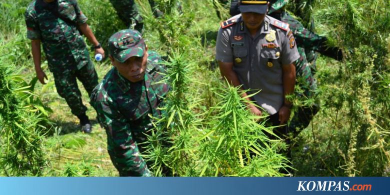 Intel TNI Temukan 20 Hektar Ladang Ganja di Aceh