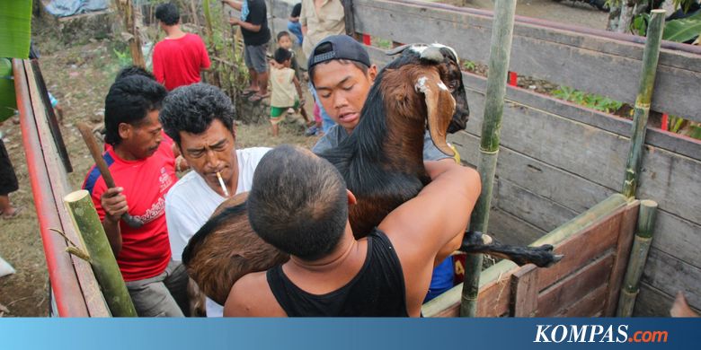Penjual Hewan Kurban Juga Sediakan Hotel dan Salon untuk Perawatan