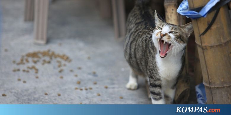 375 Ekor Kucing Diselamatkan dari Rumah Jagal Ilegal di China
