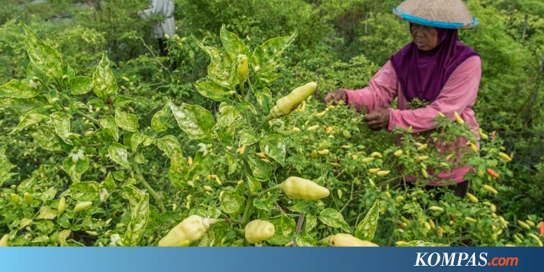 Harga Energi dan Cabai Dorong Inflasi Maret 2018