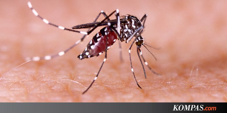 Japanese Encephalitis, Penyakit Radang Otak yang 