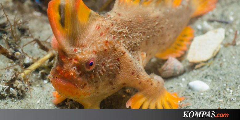 Populasi Baru Ikan Terlangka Ditemukan, Kini Jumlahnya Capai 80