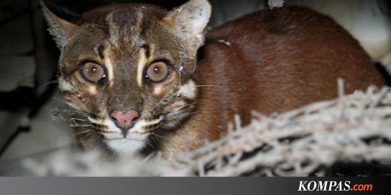 101 Gambar Gambar Kucing Jadi Harimau Terlihat Cantik