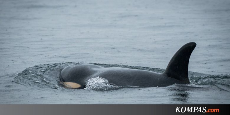 Orca 3 Tahun yang Kelaparan Diduga Mati, Populasinya Makin Terancam