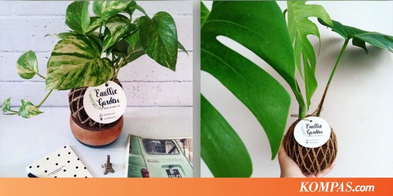 Kokedama, Solusi Kekurangan Lahan Hijau di Rumah