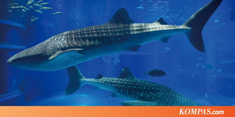 Osaka Aquarium, Apa yang Berbeda Pada Malam Hari?