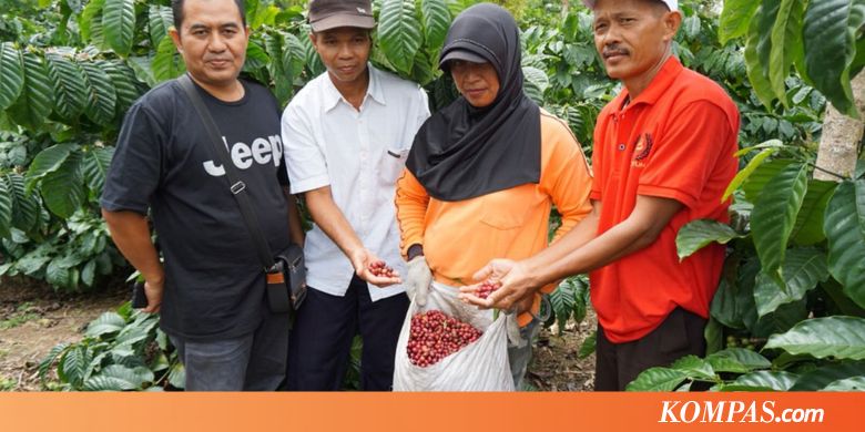 Dari Belitung ke Banyuwangi Belajar Kopi