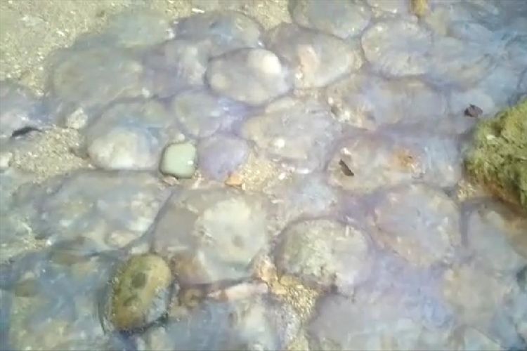 Ribuan ubur-ubur mati terdampar di pantai Sungai Pinang, Pesisir Selatan. 
