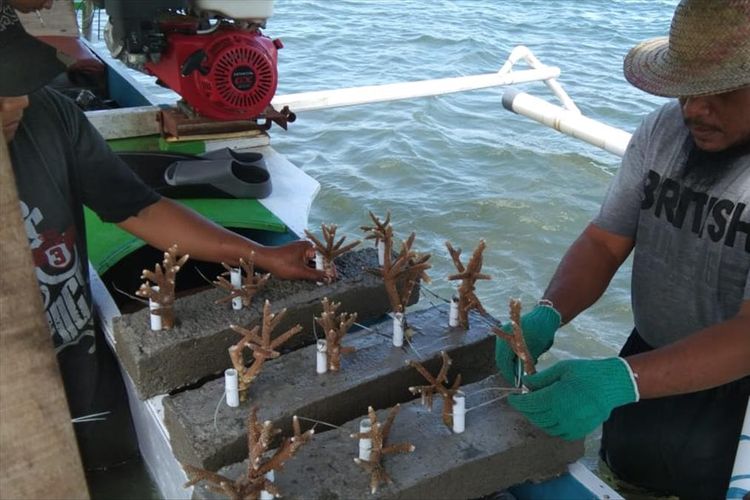 Masyarakat nelayan di Pantai Mamboro Barat, Palu menanam terumbu karang, Minggu (21/7/2019).
