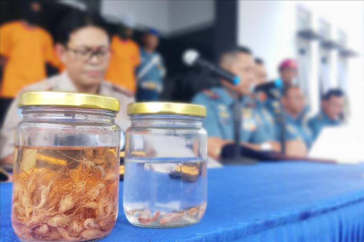 Tim Satgasgab F1QR Koarmada I berhasil menggagalkan aksi penyelundupan baby lobster berbagai jenis yang nilainya mecapai Tp 13,8 miliar dari Batam ke Singapura, Minggu (11/8/2019).