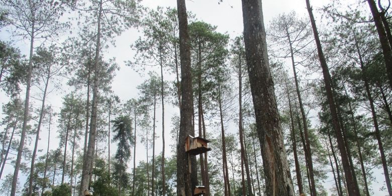 pinus seper merupakan lokasi wisata hutan pinus di Wonogiri