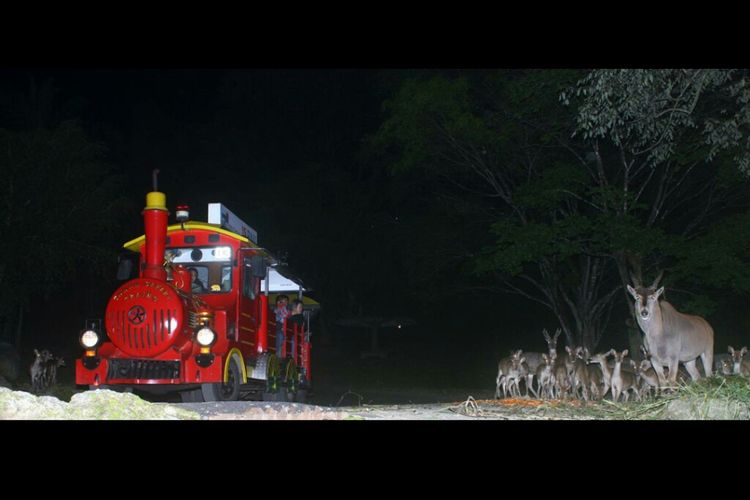 Safari Malam di Taman Safari Bogor.