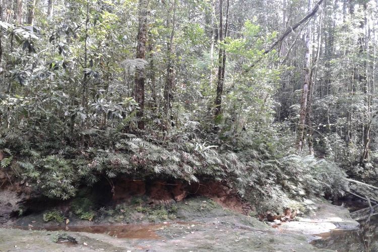 Penampakan hutan Harangan Tapanuli yang merupakan bagian dari Ekosistem Batang Toru, Tapanuli.