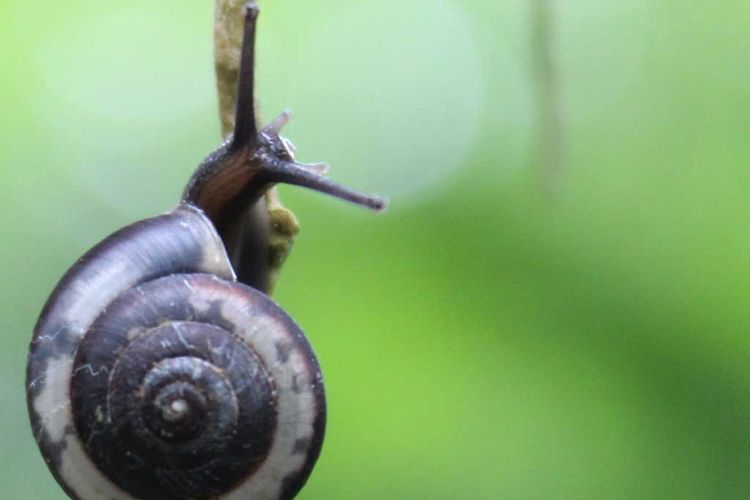 Landouria menorahensis, salah satu spesies baru keong darat yang ditemukan di Pulau Jawa