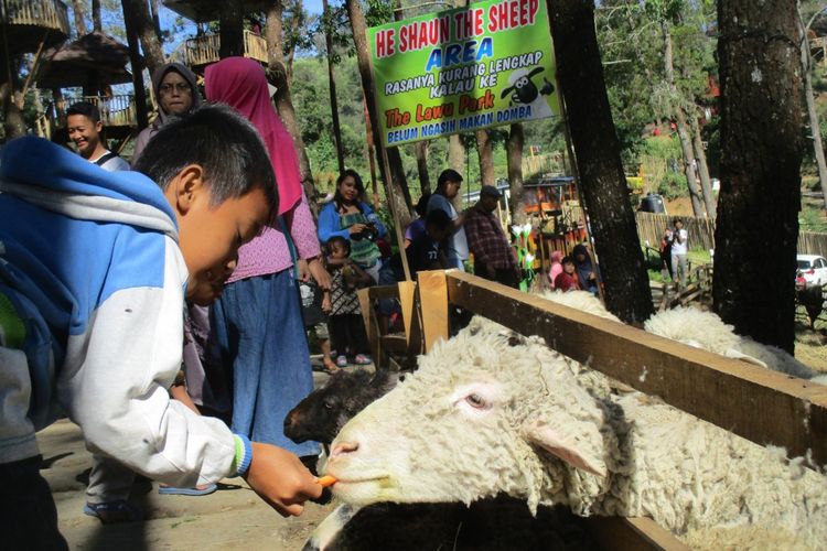 Seorang Anak memberi makan domba di Lawu Park