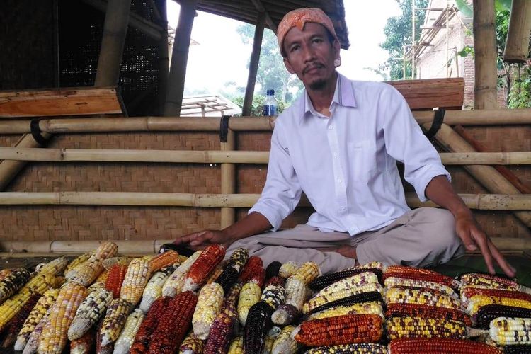 Luki Lukmanulhakim (45), petani asal Cianjur, Jawa Barat memerlihatkan hasil panen jagung yang beraneka warna bak pelangi hasil budidaya.