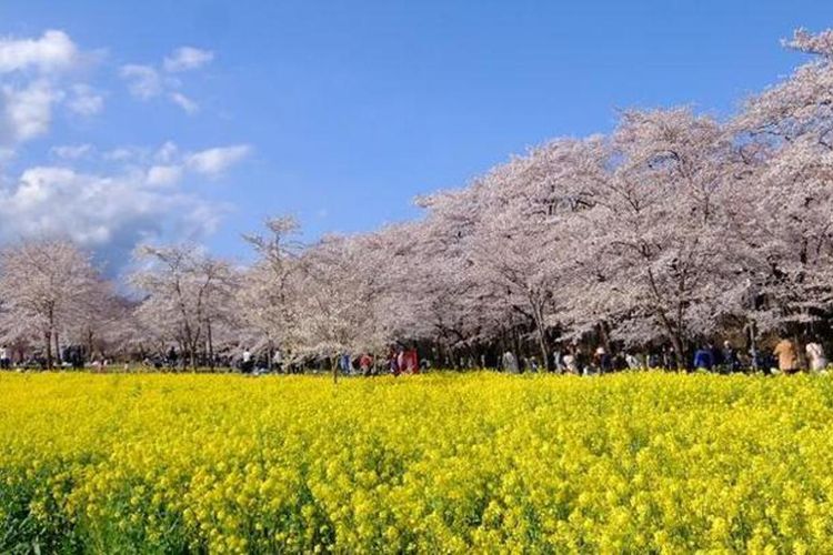 Tak hanya sakura, tahun ini untuk pertama kalinya kebun nanohana (canola) juga diterangi oleh pencahayaan pada malam hari “Akaginanmen Senbonzakura”. 