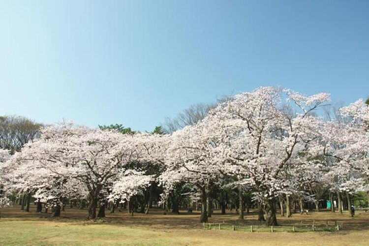 Taman ini dipenuhi orang-orang saat sakura mekar sempurna, jadi pastikan Anda tidak berhenti di satu spot untuk waktu yang lama. 