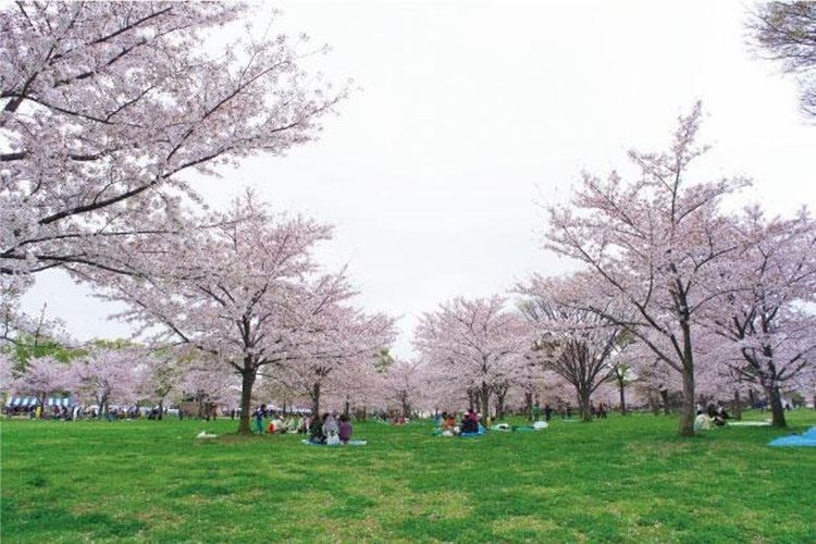 Area melihat sakura dengan sakura mekar di mana-mana. Panorama malam tak kalah indah.