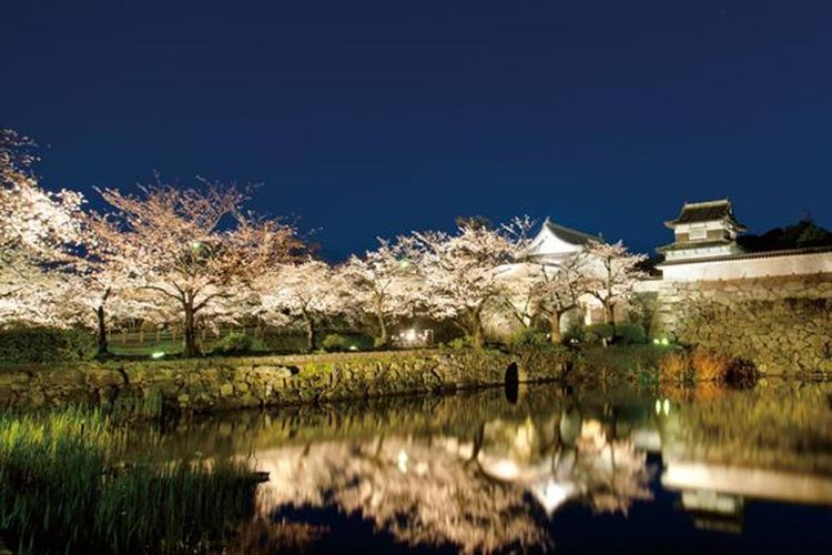 Festival Sakura terbesar di Fukuoka yang memuaskan baik dinikmati pada siang maupun malam hari