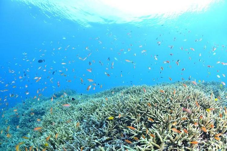 Snorkling untuk sebuah alasan